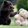 Bear cub playing with teddy bear