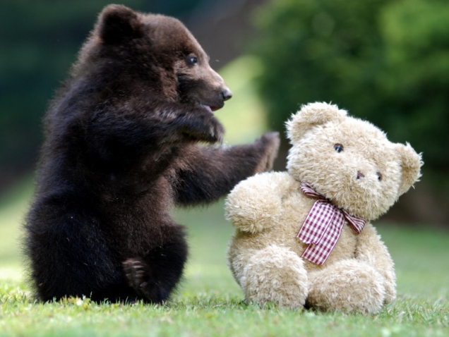 ぬいぐるみと戦う熊