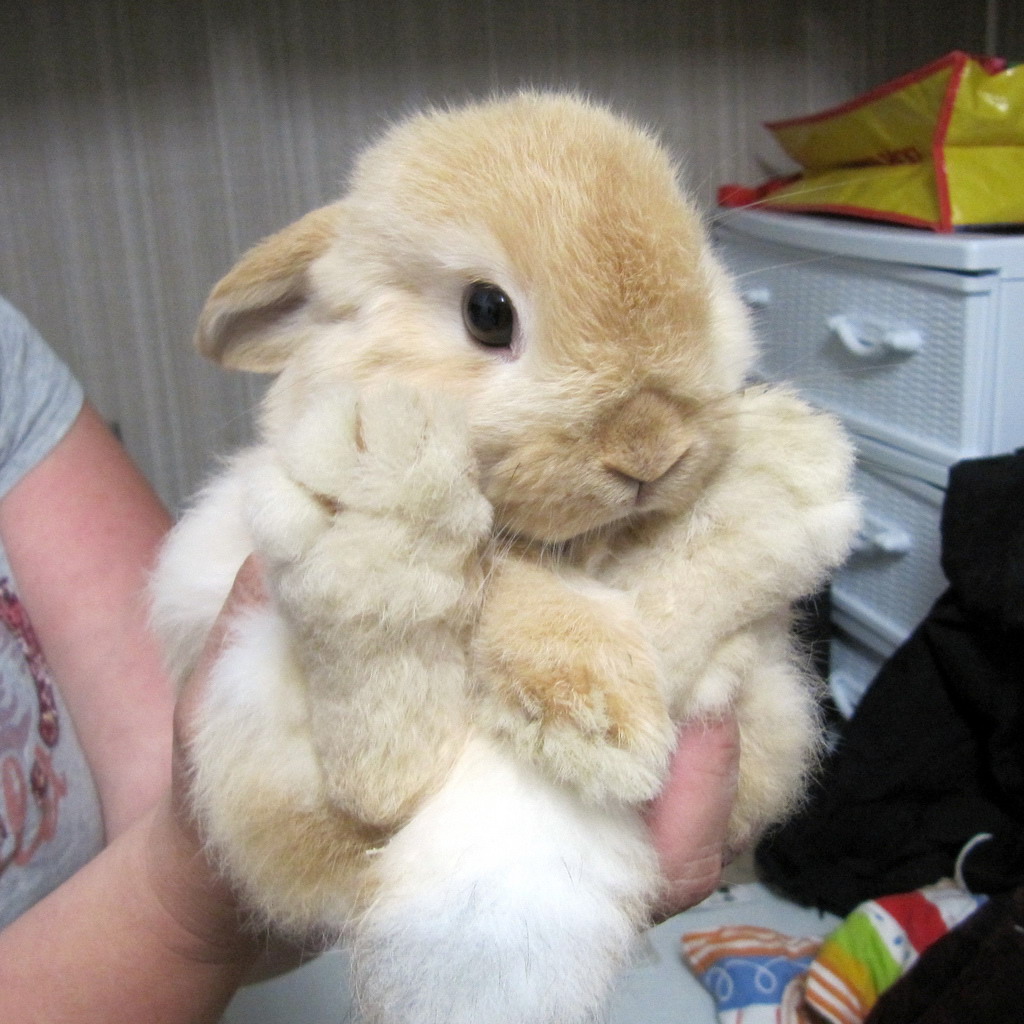 Big cute bunny | Teh Cute - Cute puppies, cute kittens & other adorable