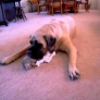 Big dog vs. little dog