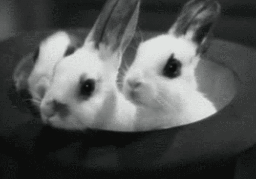 Bunnies in a top hat