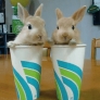 Bunnies in cups