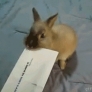 Bunny opens envelope