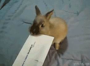 Bunny opens envelope