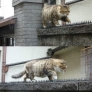Cat love story