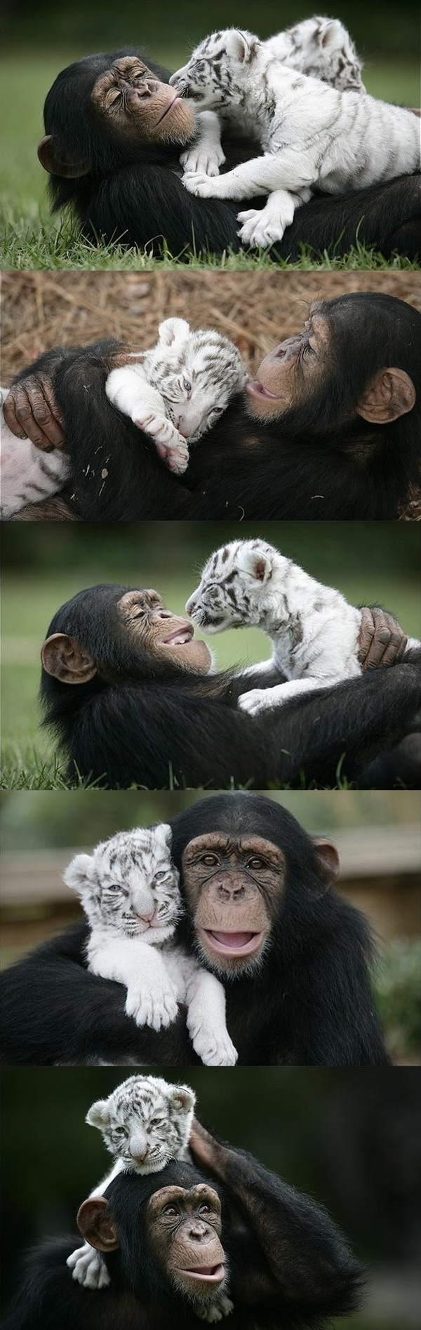 Baby+white+tiger+in+water