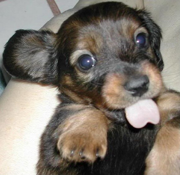Dachshund puppy | Teh Cute - Cute puppies, cute kittens & other ...
