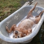Doggy bath