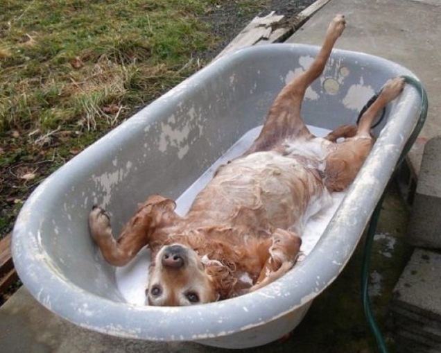 Doggy bath Doggy bath