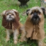 Ewok dogs