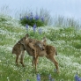 Fawns hugging