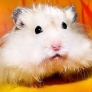 Fluffy hamster