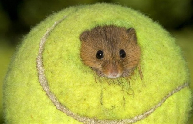 Hamster in a tennis ball