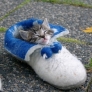 Kitten in a shoe