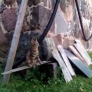 Kitten plays basketball