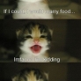Kitten wants to marry food
