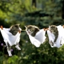 Kittens in underpants