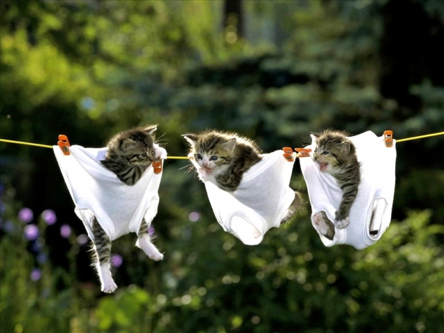 Kittens in underpants