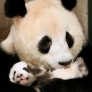 Panda mom hugs her cub