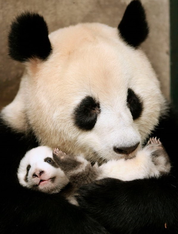 Panda mom hugs her cub