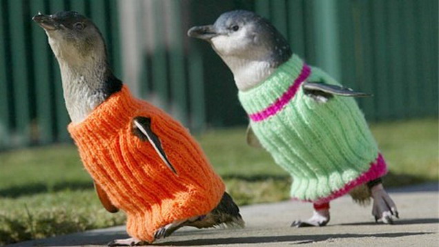 Penguins wearing sweaters