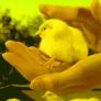 Petting a chick