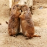 Prairie dog kiss