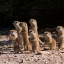 Prairie dog pups