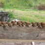 Puppies