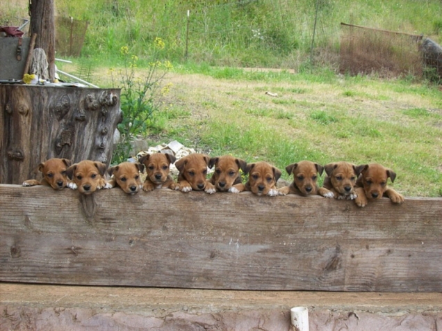 Puppies