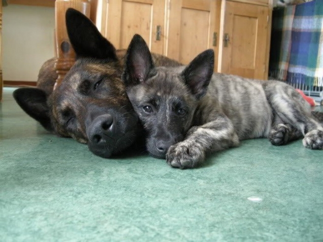 Puppy naps with his father