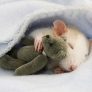 Rat sleeping with teddy bear