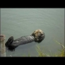 Sea otter is cleaning itself