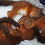 Sleeping baby squirrels