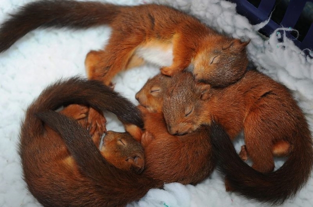 Sleeping baby squirrels