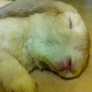 Sleeping bunny