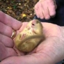 Sleeping doormouse