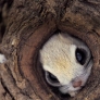 Squirrel hiding in a tree