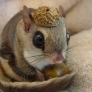 Squirrel in a nutshell