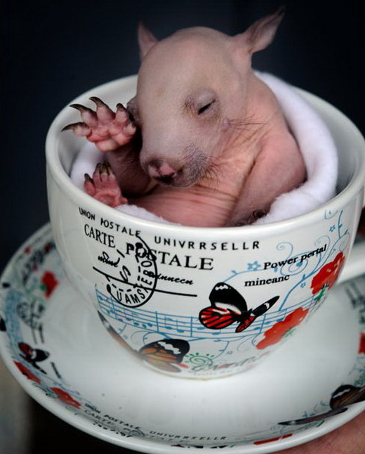 Baby wombat in a tea cup