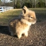 4-week-old Lionhead rabbit