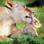 Lion cub gets a lick