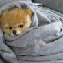 Puppy is cosy in blanket