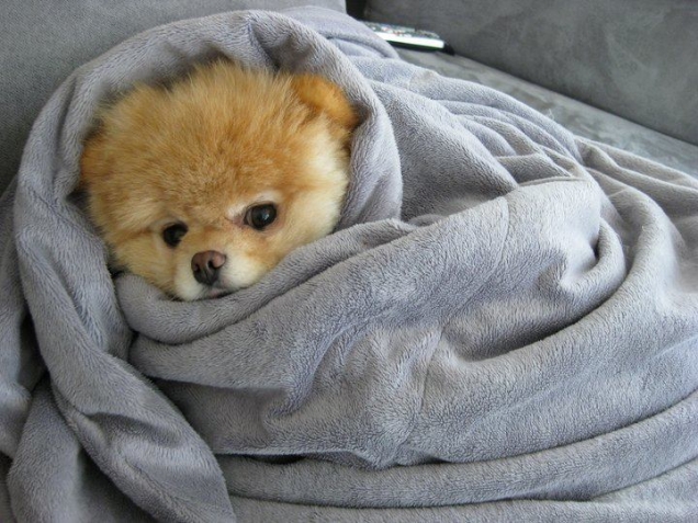 Puppy is cosy in blanket