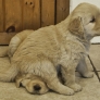 Puppy sits on puppy