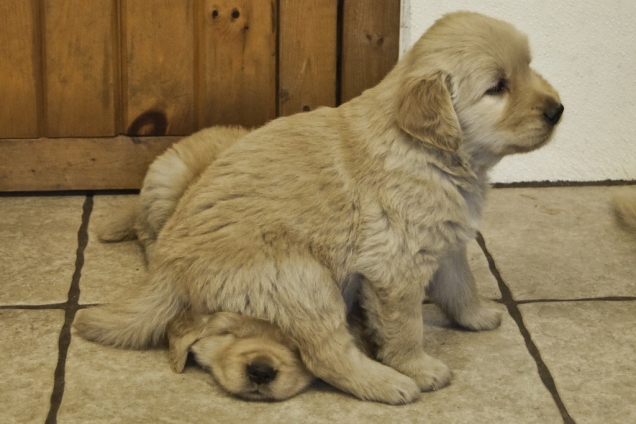 Puppy sits on puppy