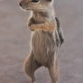 Standing squirrel