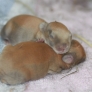 Baby bunnies
