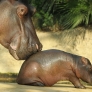Baby hippo at the Berlin Zoo