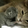 Baby kitten